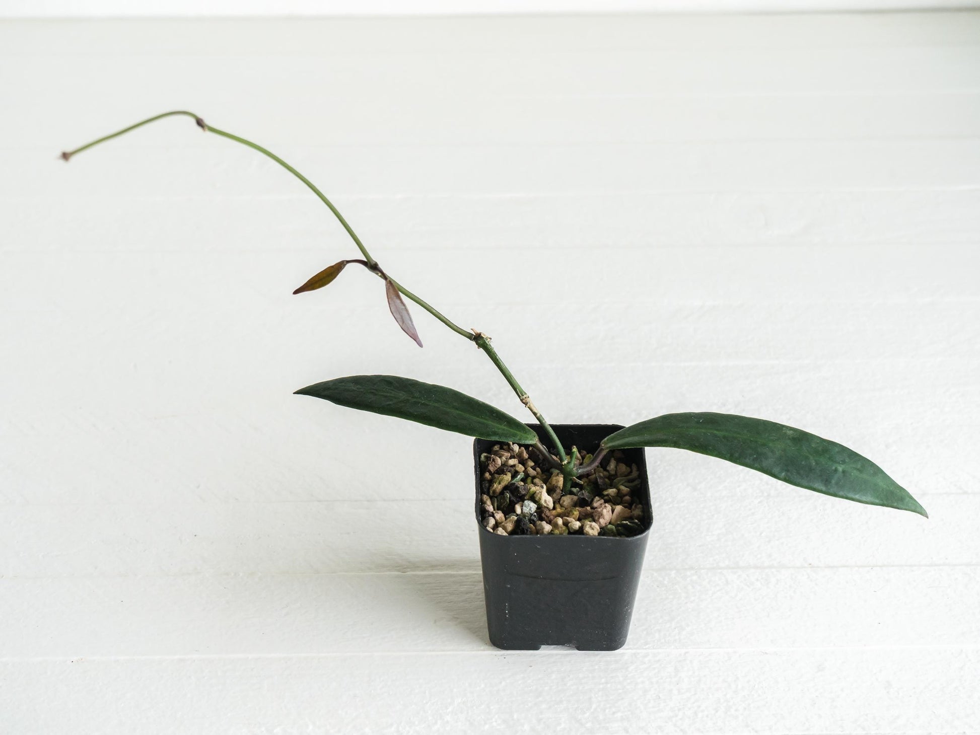 Hoya pulchra | 2-Inch