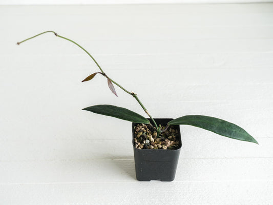 Hoya pulchra | 2-Inch