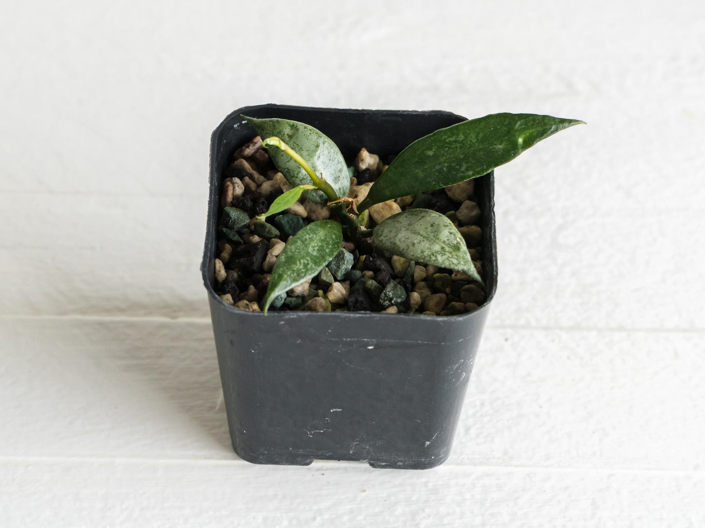 Hoya lacunosa 'White Pearl' | 2-Inch