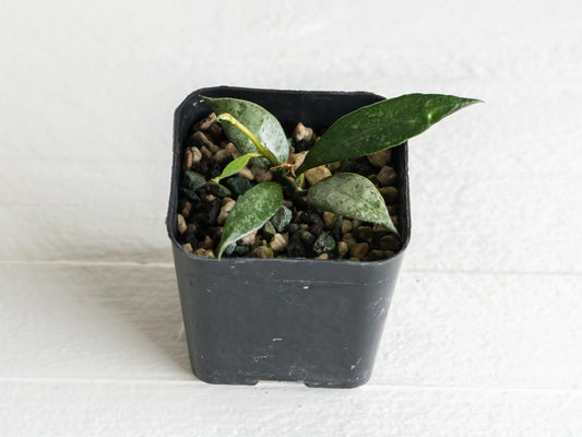 Hoya lacunosa 'White Pearl' | 2-Inch