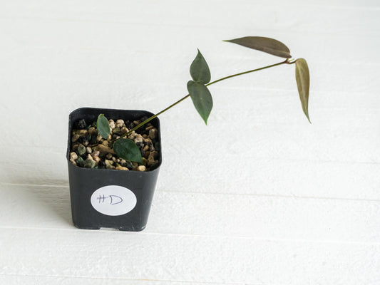 Hoya carrii (NS13-064) | 2-Inch