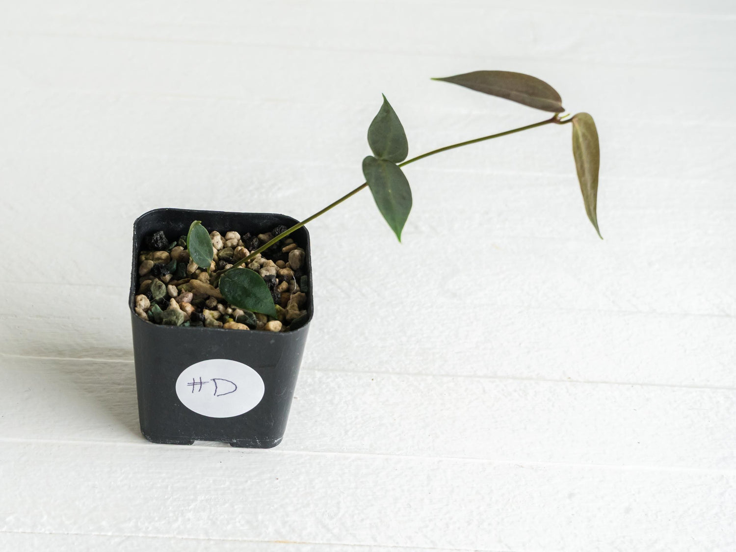 Hoya carrii (NS13-064) | 2-Inch