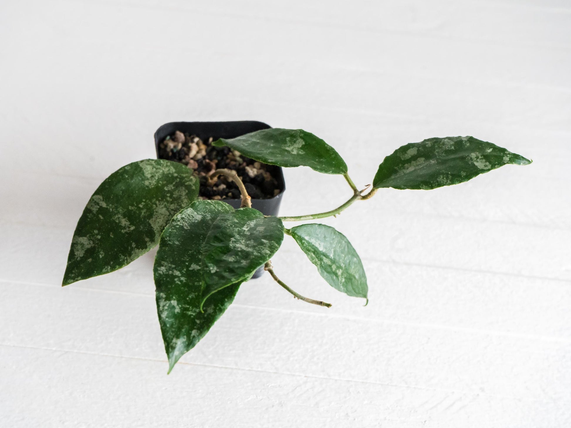 Hoya caudata (Silver) | 2-Inch