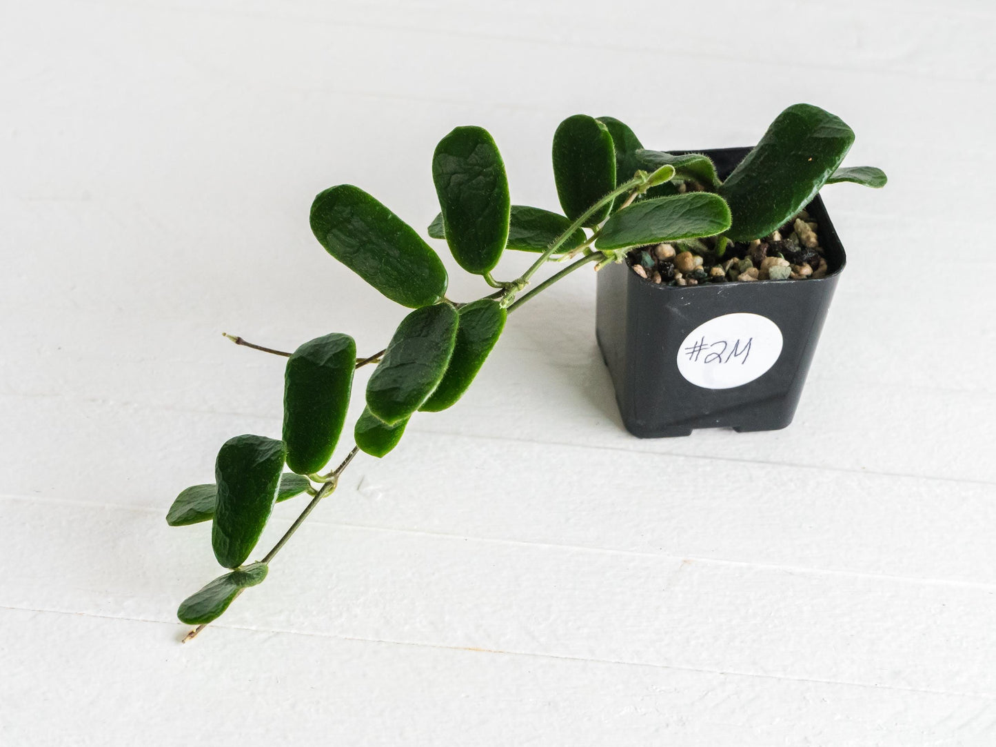 Hoya rotundiflora | 2-Inch