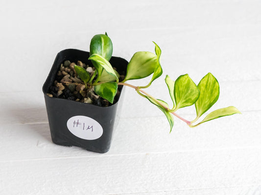 Hoya heuschkeliana (Inner Variegated)| 2-Inch