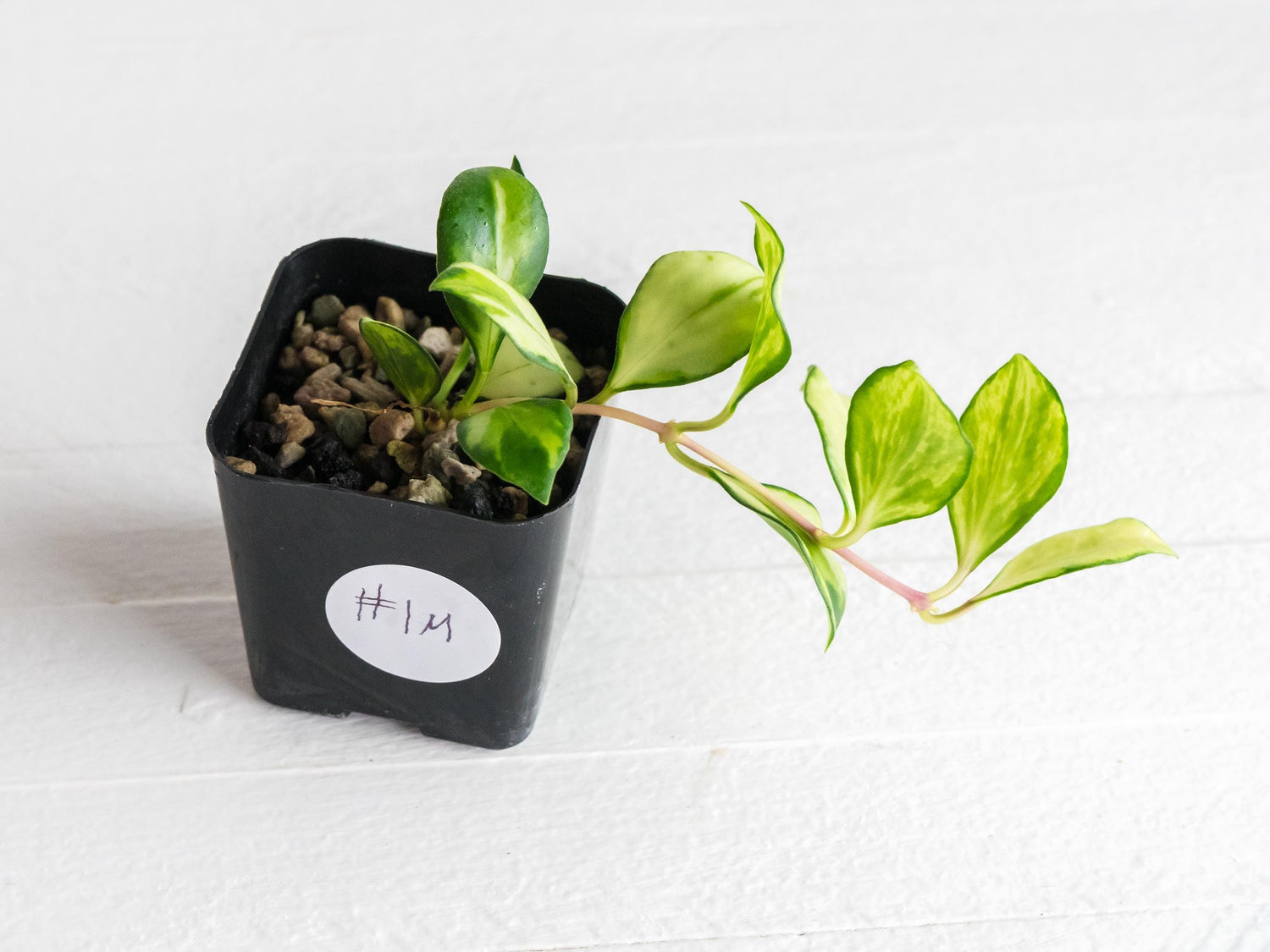 Hoya heuschkeliana (Inner Variegated)| 2-Inch