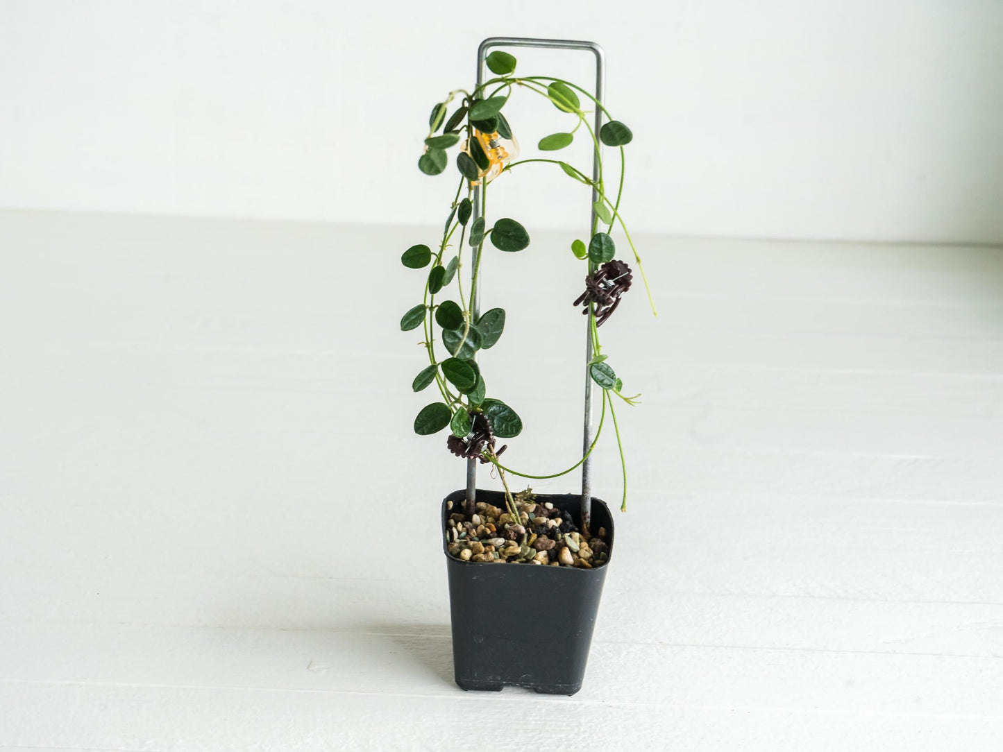 Hoya tengchongensis | Large 2-Inch