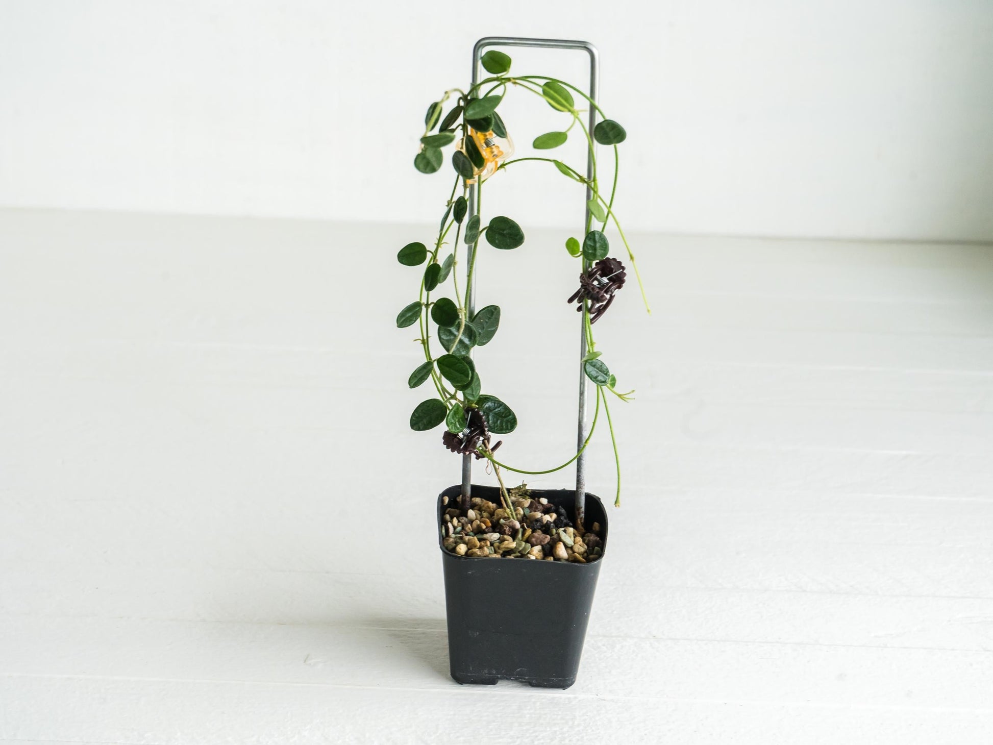 Hoya tengchongensis | Large 2-Inch