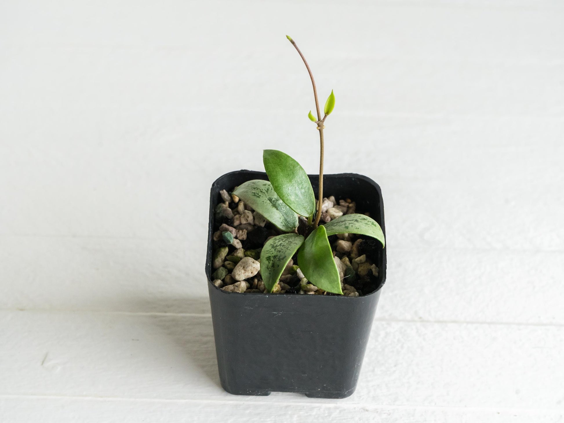 Hoya Kalimantan 'Coin' (Silver) | 2-Inch | Exact Plant | Free Live Arrival Guarantee