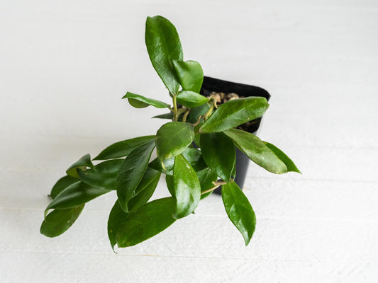 Hoya 'Rebecca' | 2-Inch