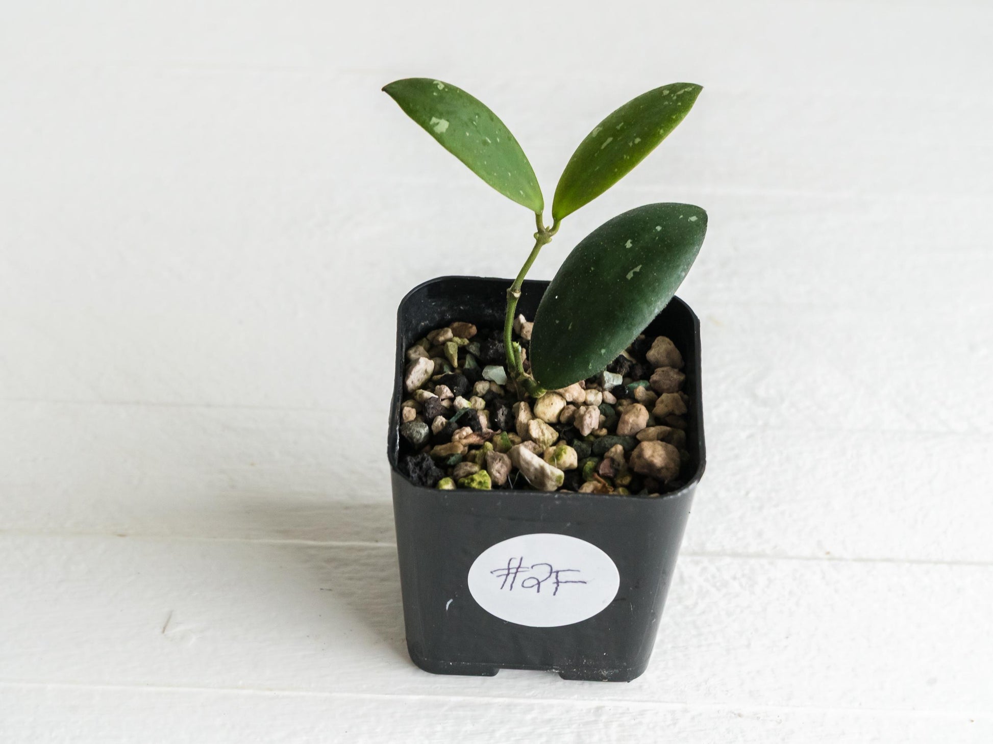 Hoya sabah 'Dragonfly' (EPC-960) | 2-Inch