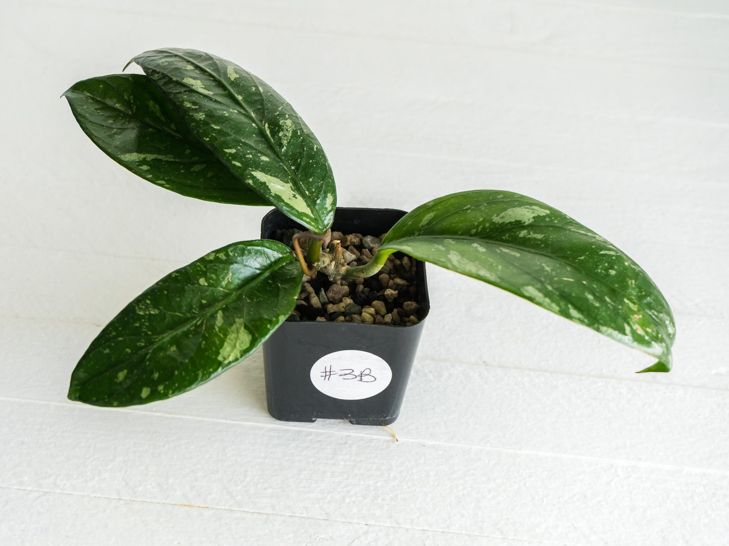 Hoya Lai Chau (Splash) | 2-Inch