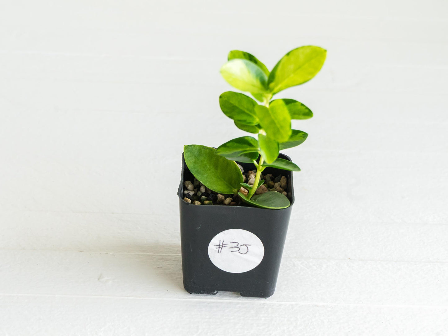 Hoya cumingiana (Inner Variegated) | 2-Inch