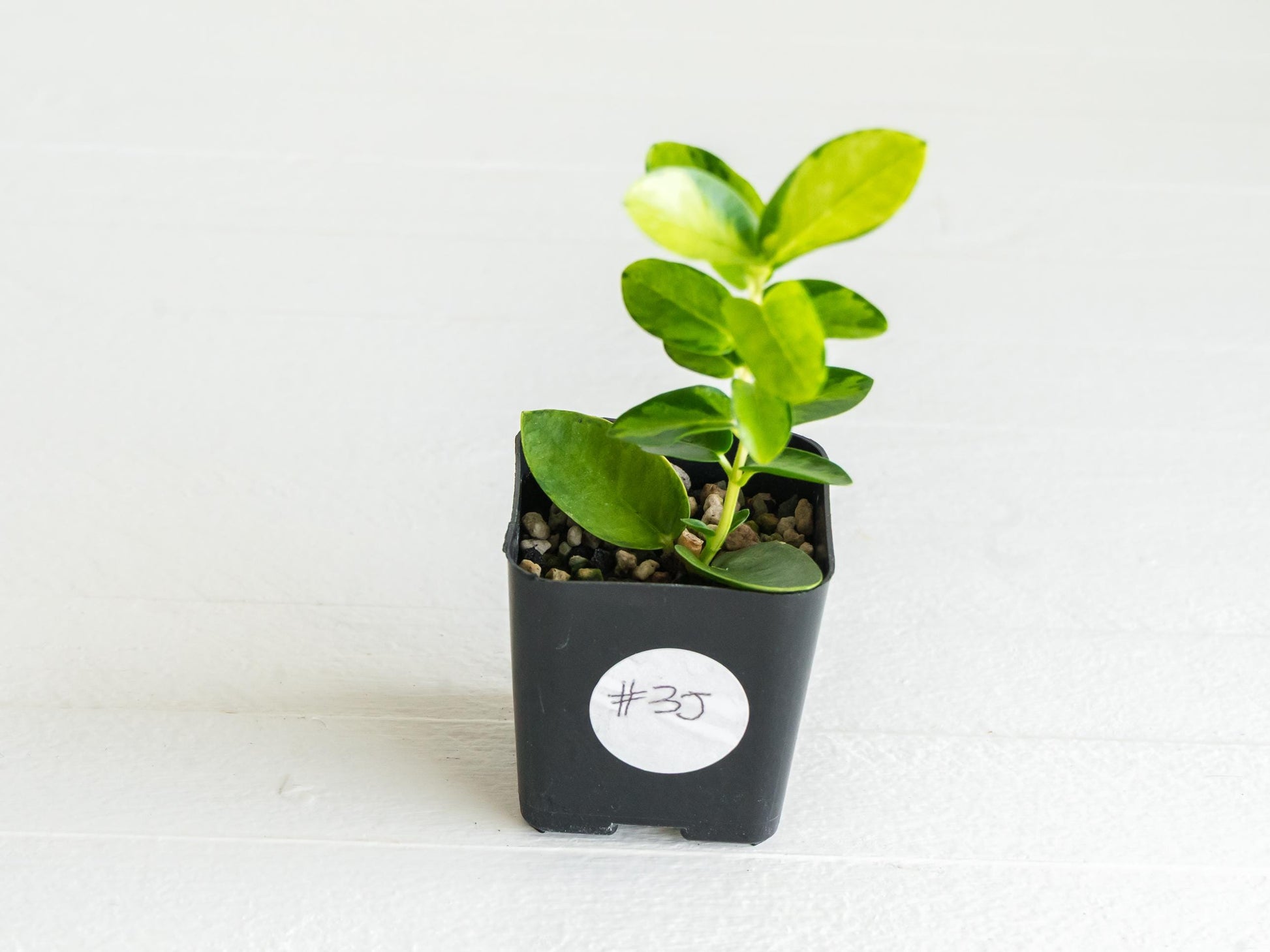 Hoya cumingiana (Inner Variegated) | 2-Inch