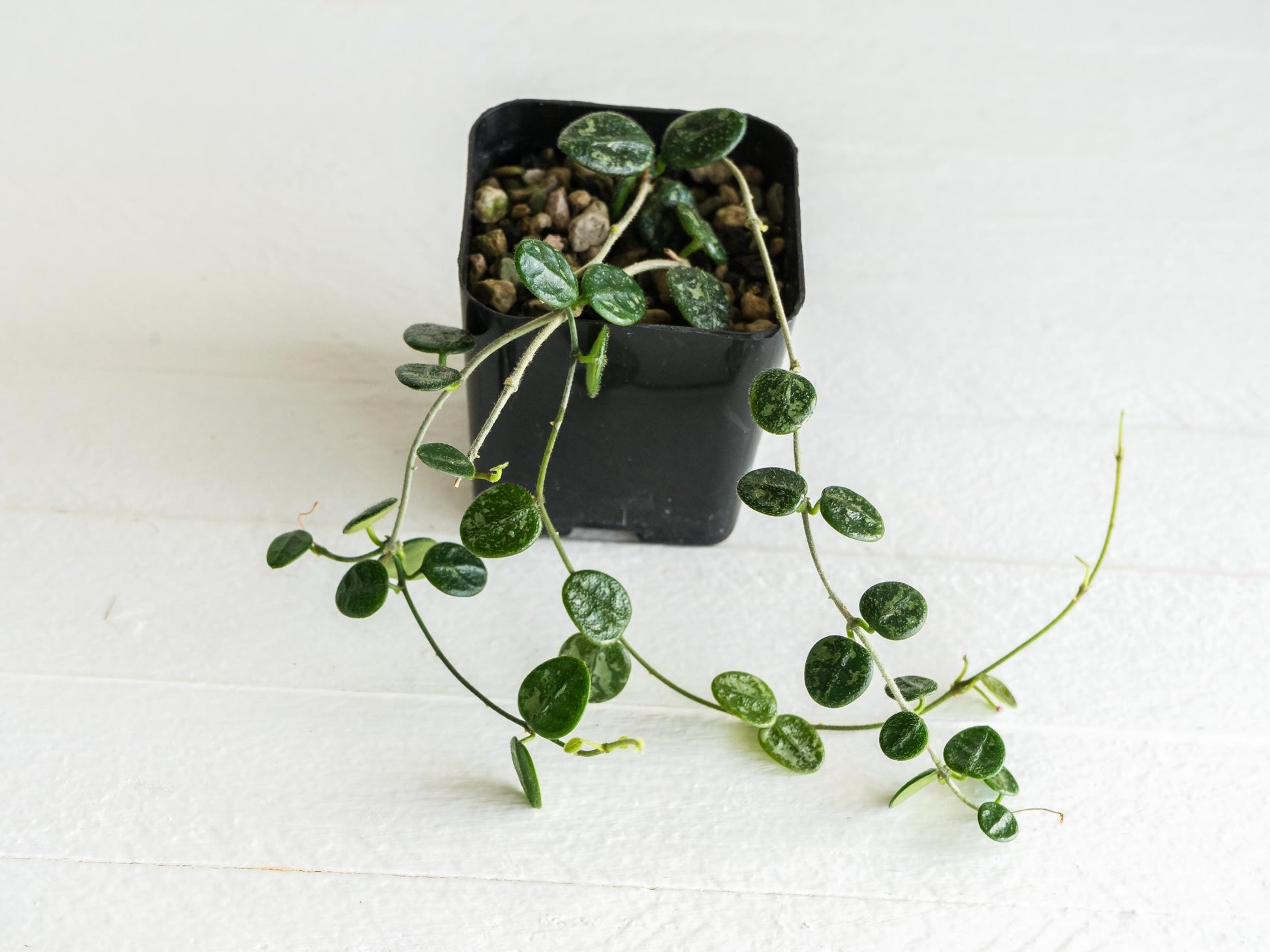 Hoya serpens (Splash) | Large 2-Inch