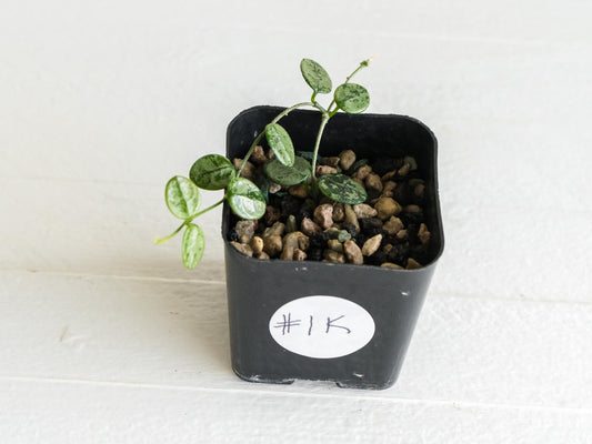 Hoya serpens (Silver) | 2-Inch