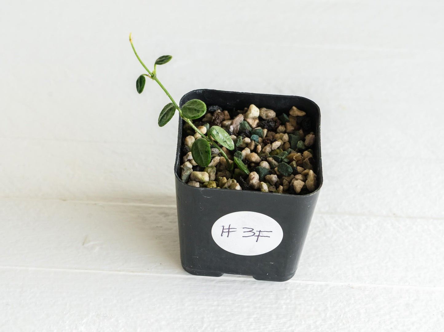 Hoya serpens (Silver) | 2-Inch