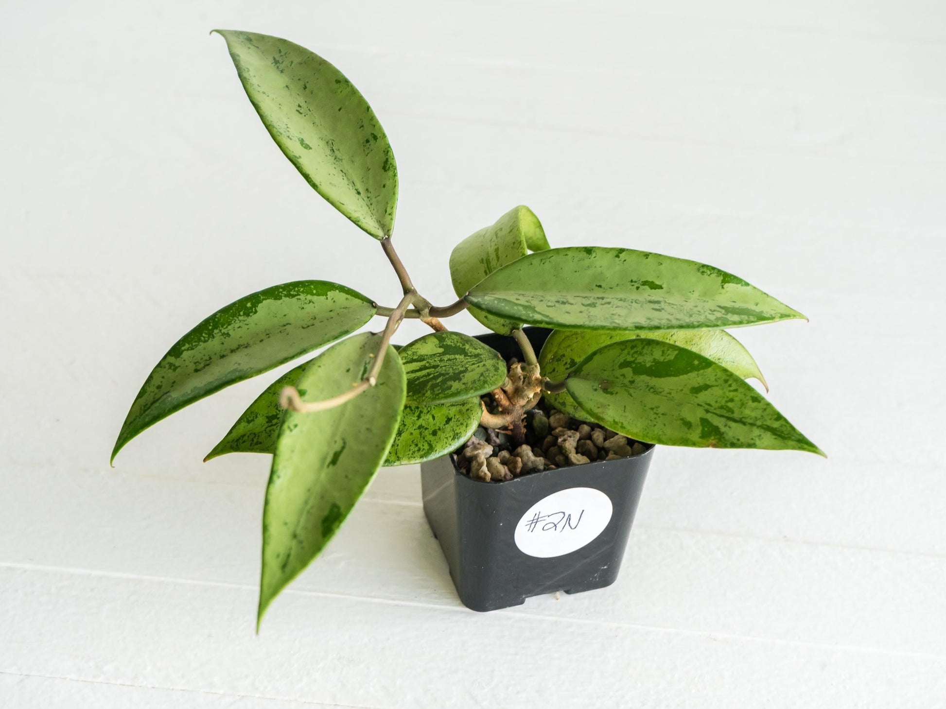 Hoya 'Snow Cui' (Silver) | 2-Inch