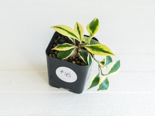 Hoya bakoensis (Outer Variegated - Albo) | 2-Inch