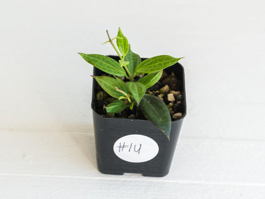 Hoya microdwarf (NS12-323) | 2-Inch