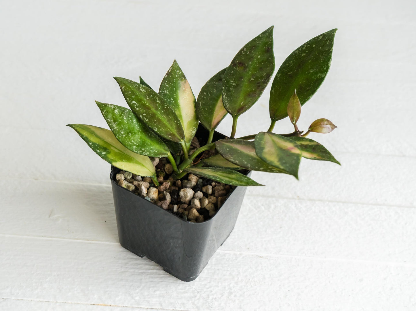 Hoya nabawanensis (Half Reverted - Inner Variegated) | 2-Inch