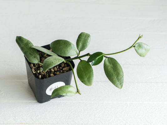 Hoya lacunosa 'Silver Mint Coin' | 2-Inch