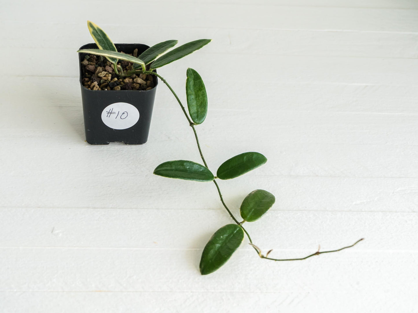 Hoya lyi 'Prism' (Pink Flower) | 2-Inch