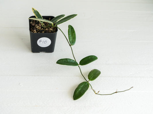 Hoya lyi 'Prism' (Pink Flower) | 2-Inch