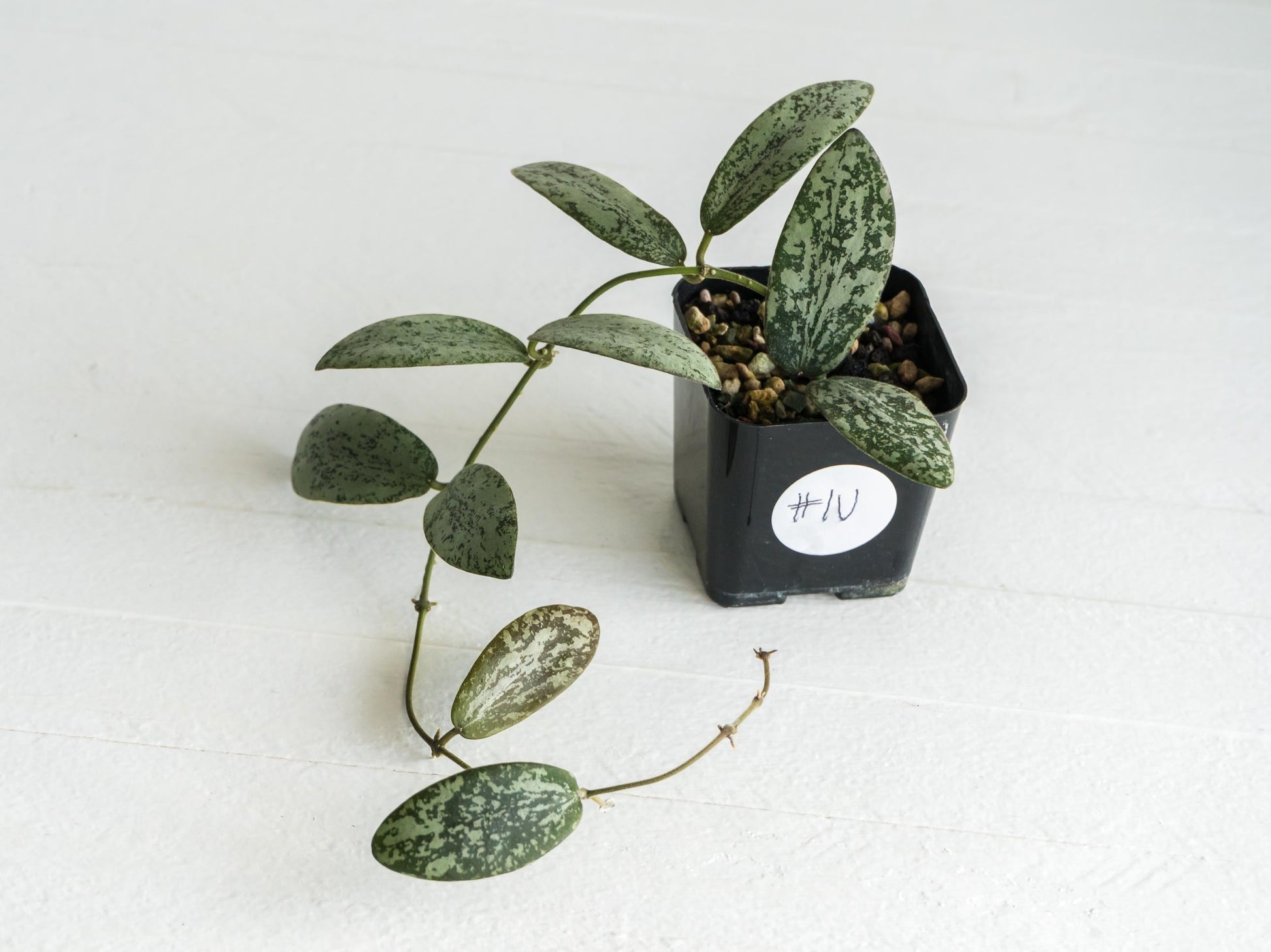 Hoya sigillatis 'Round Leaf' aka sigillatis (Silver) AH001 | 2-Inch