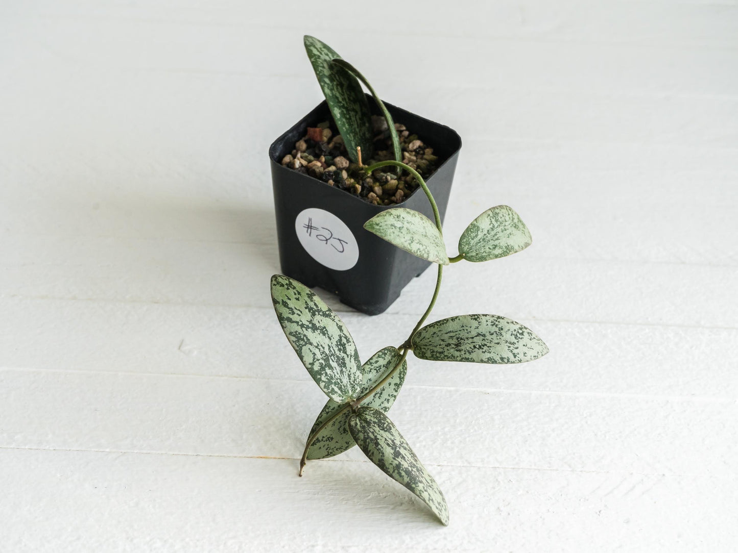 Hoya sigillatis 'Round Leaf' aka sigillatis (Silver) AH001 | 2-Inch