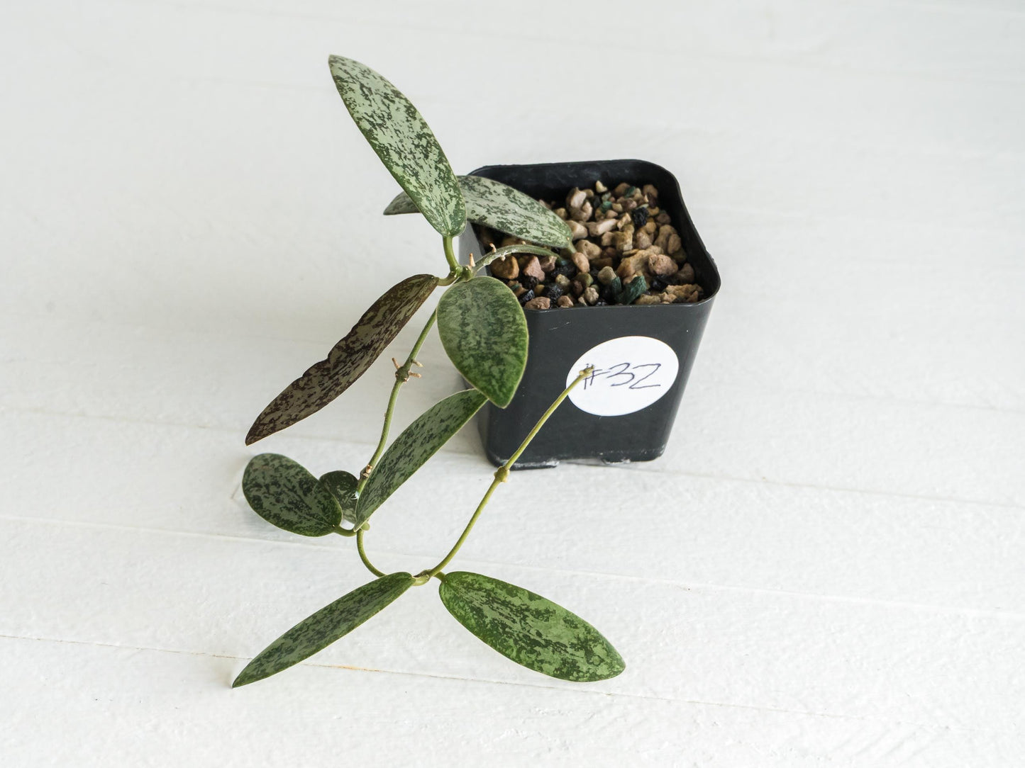 Hoya sigillatis 'Round Leaf' aka sigillatis (Silver) AH001 | 2-Inch