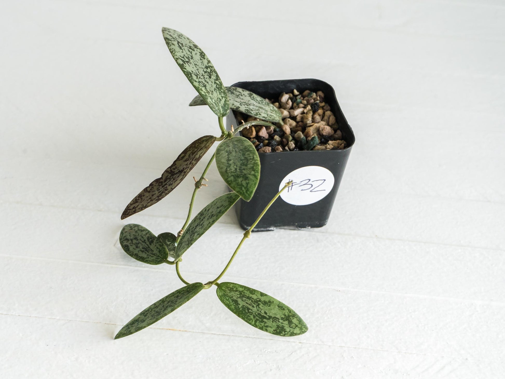 Hoya sigillatis 'Round Leaf' aka sigillatis (Silver) AH001 | 2-Inch