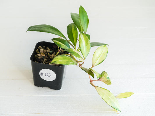 Hoya walliniana (Inner Variegated) | 2-Inch