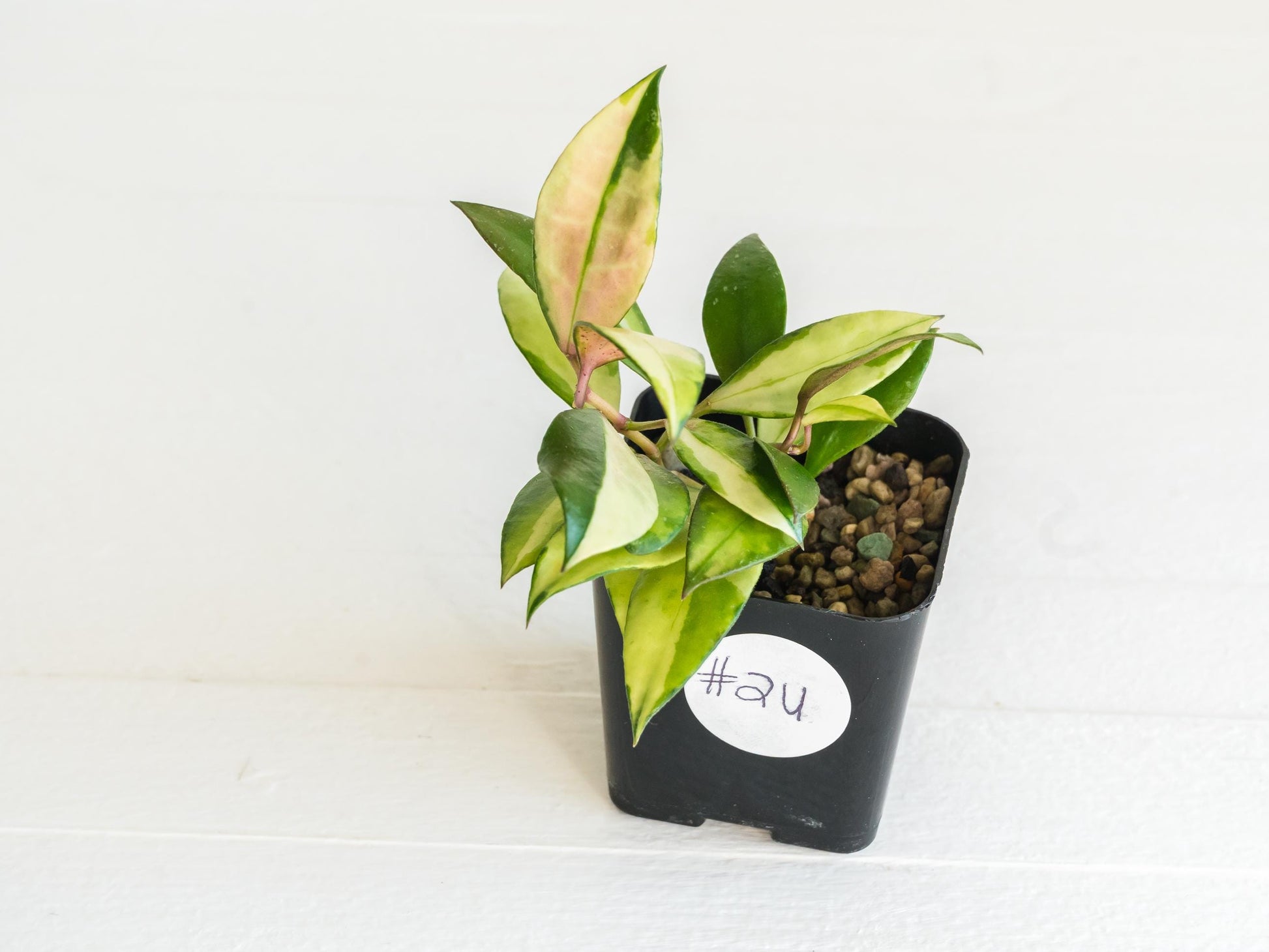 Hoya walliniana (Inner Variegated) | 2-Inch