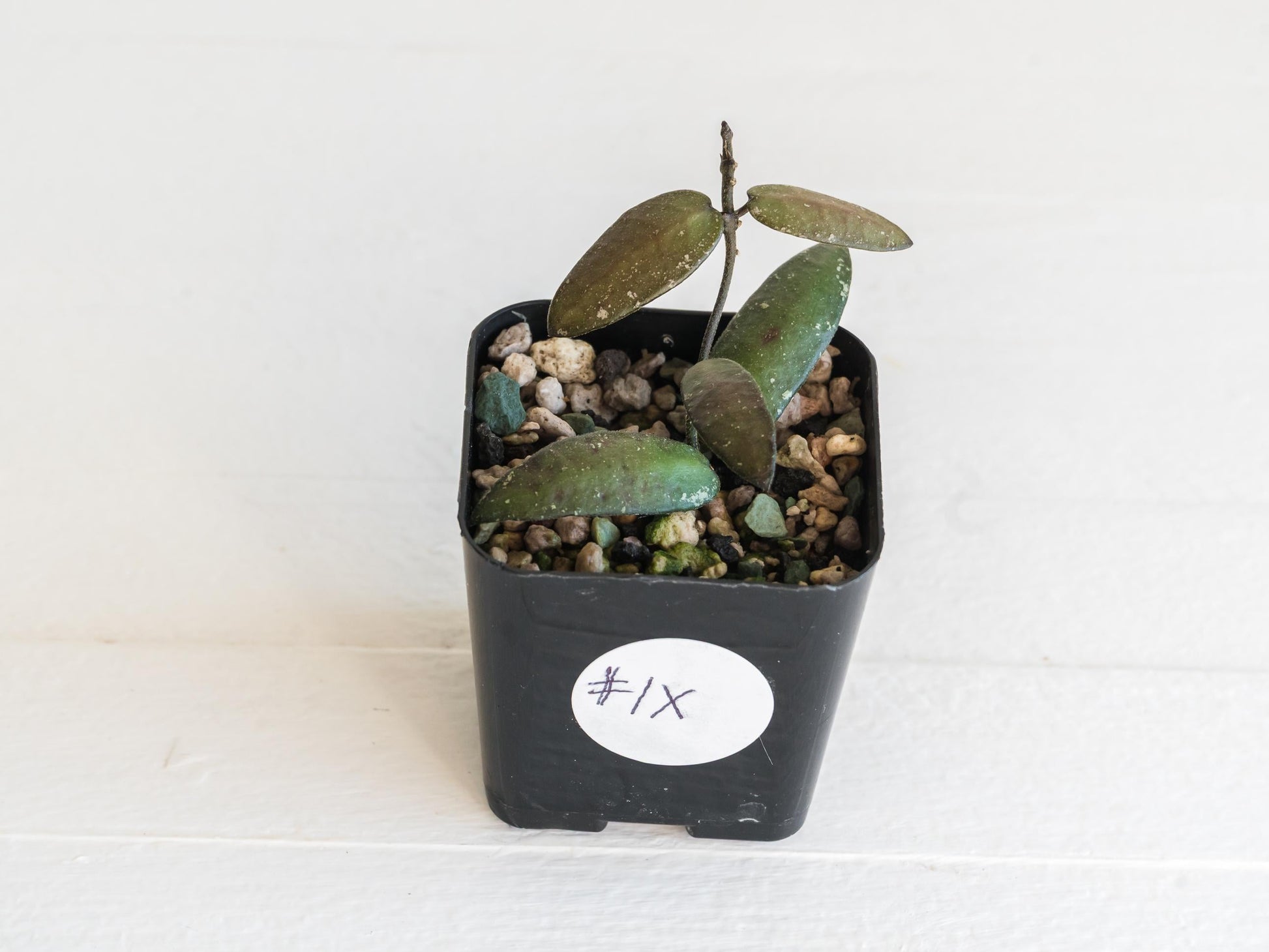 Hoya sigillatis 'Alas River' | 2-Inch