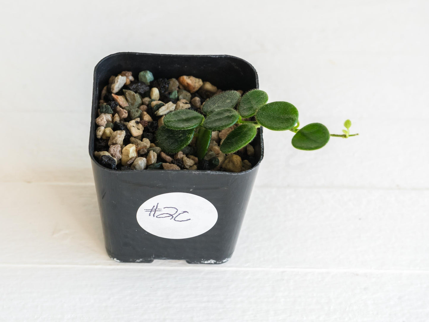 Hoya serpens | 2-Inch