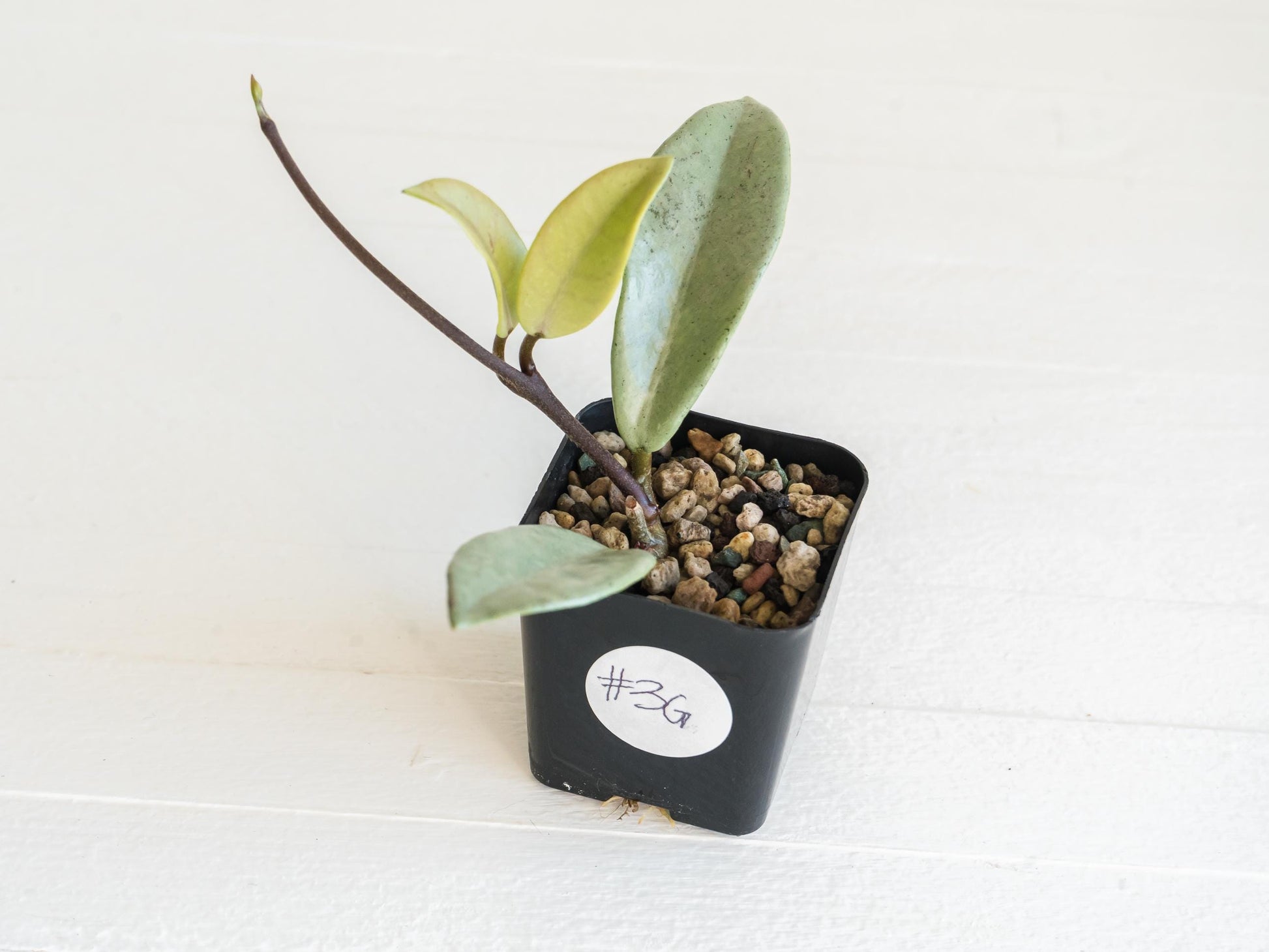 Hoya carnosa 'Wilbur Graves' (Silver) | 2-Inch