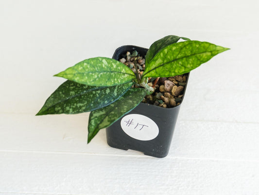 Hoya crassipetiolata (Splash) | 2-Inch