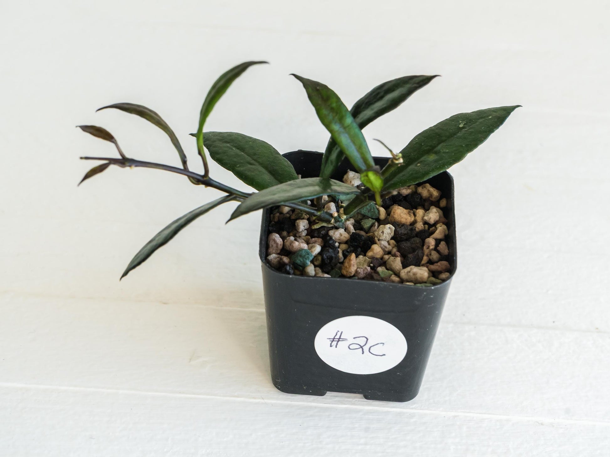 Hoya lacunosa 'Black Queen' | 2-Inch