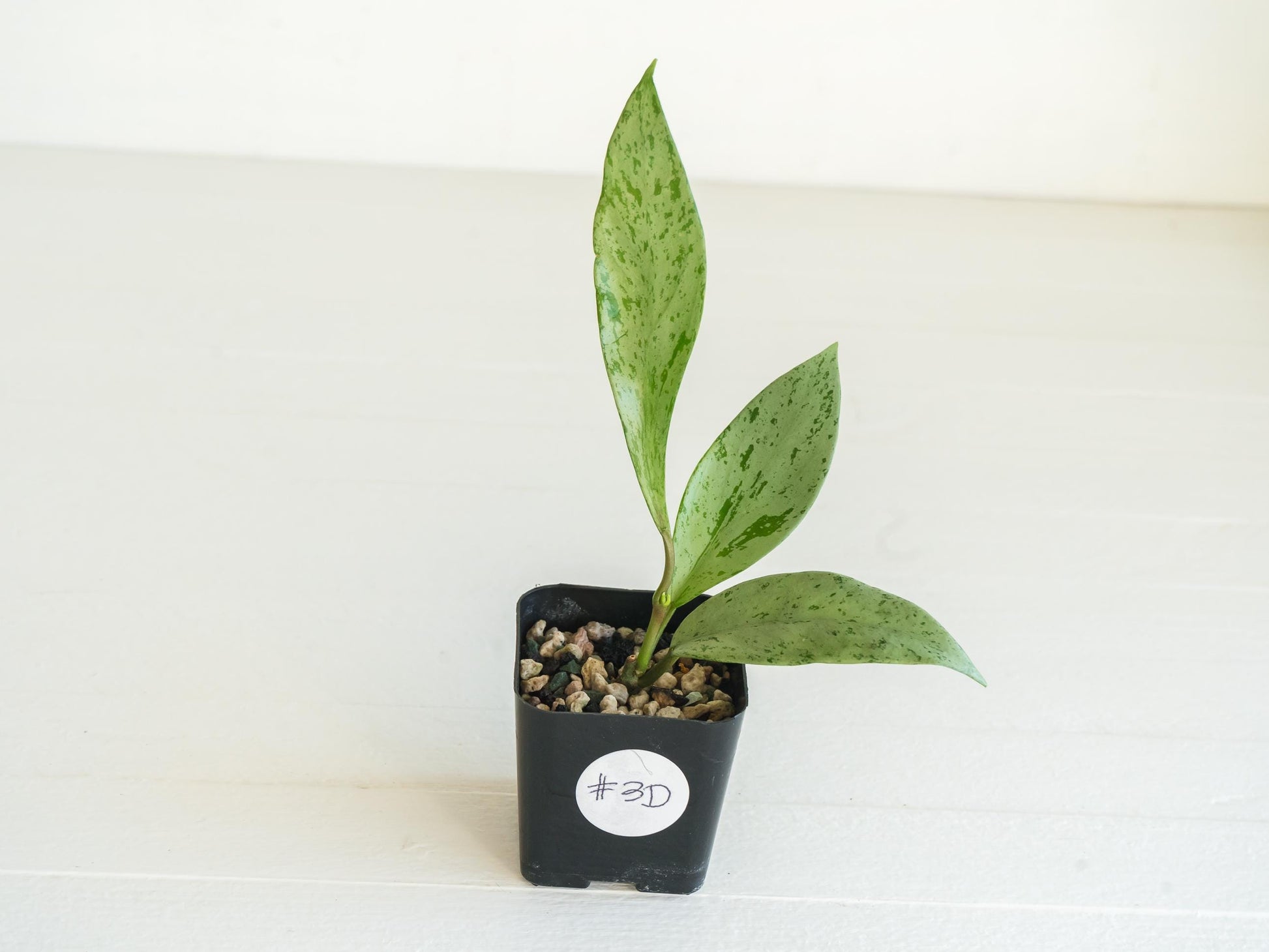 Hoya pubicalyx 'Pink Silver Ghost' | 2-Inch