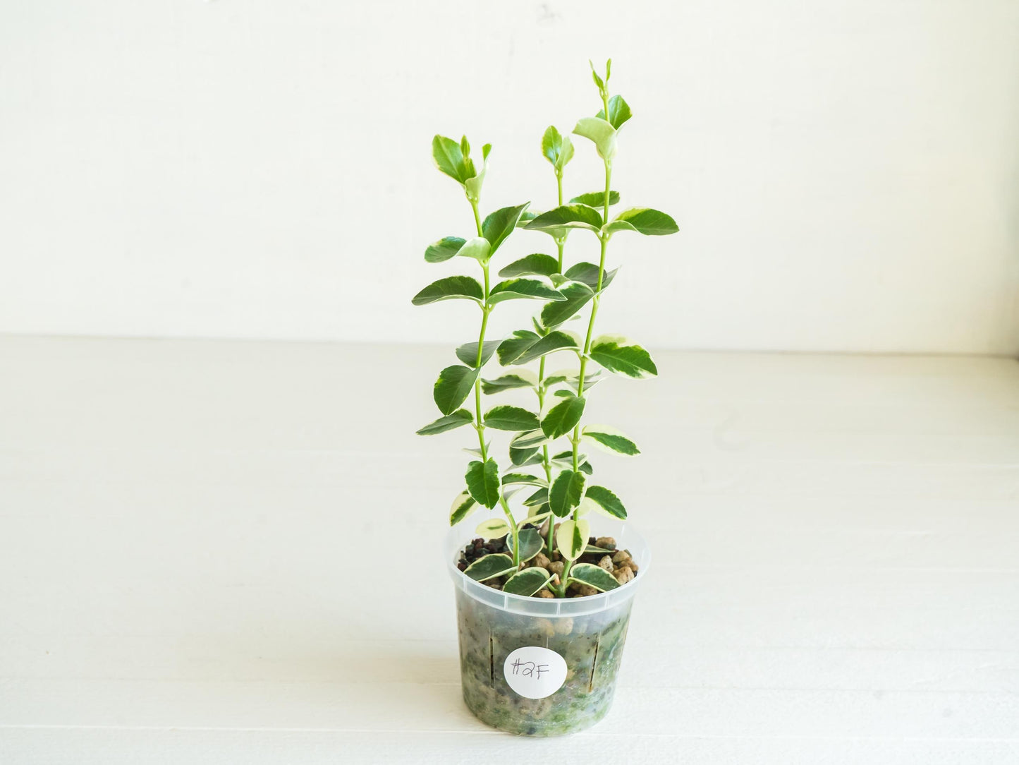 Hoya cumingiana (Albo | Outer Variegated) | 3-Inch