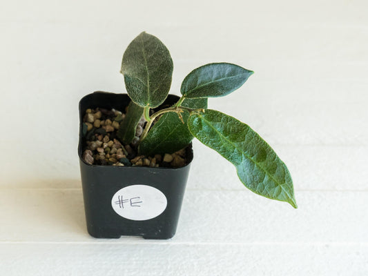 Hoya patella (Pink Flower) IML-1096 | 2-Inch