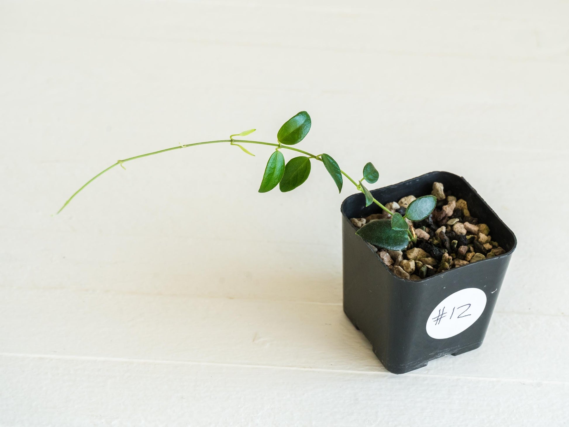 Hoya pulleana IM-02 | 2-Inch