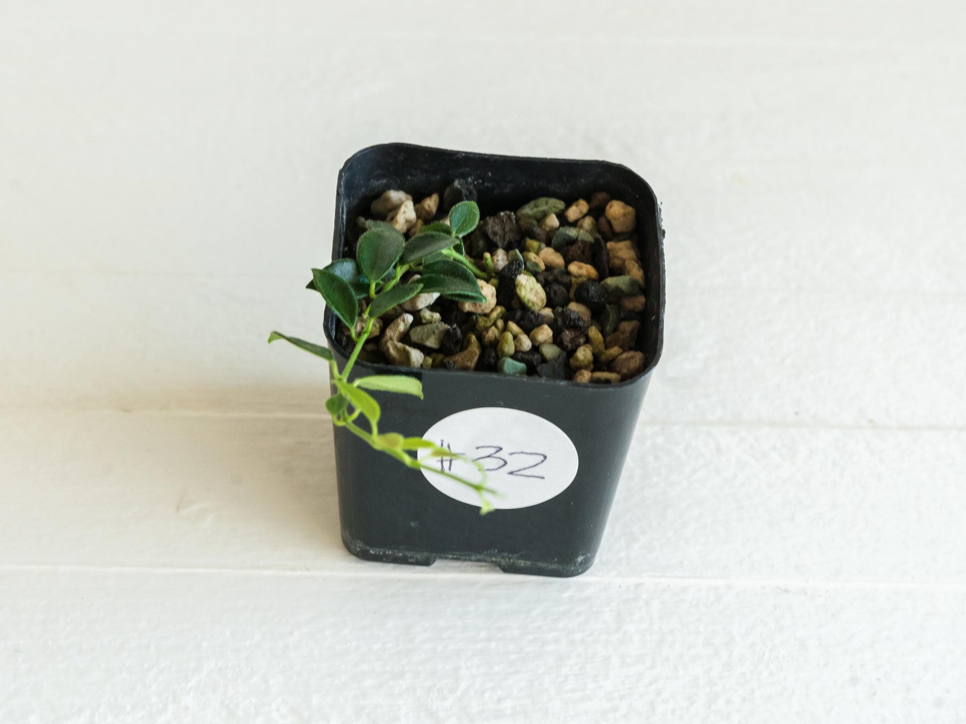 Hoya pulleana IM-02 | 2-Inch