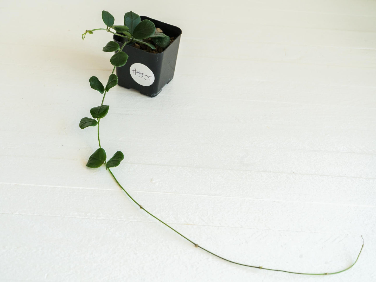 Hoya obcordata | 2-Inch