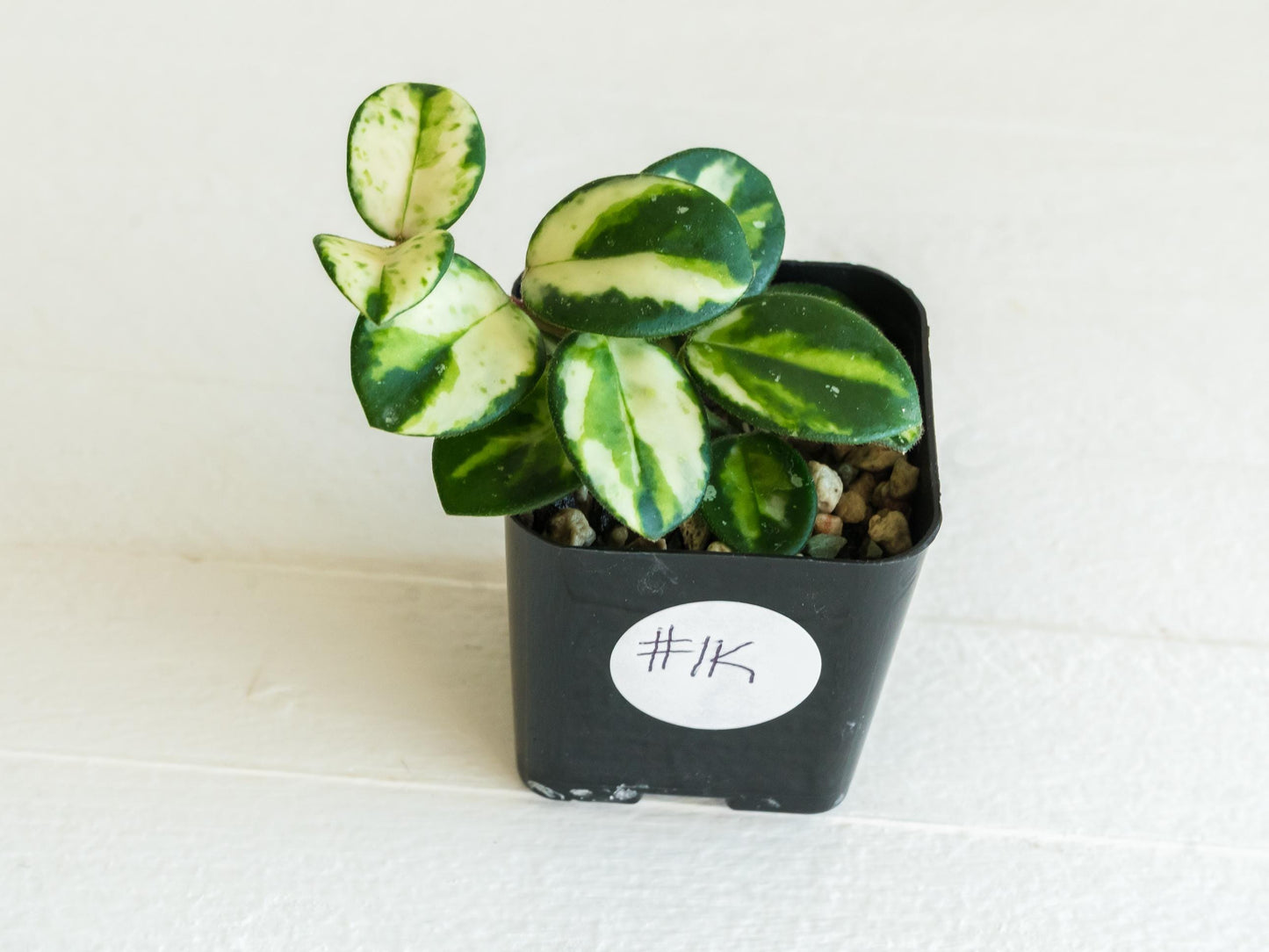 Hoya 'Mathilde' (Inner Variegated) | 2-Inch