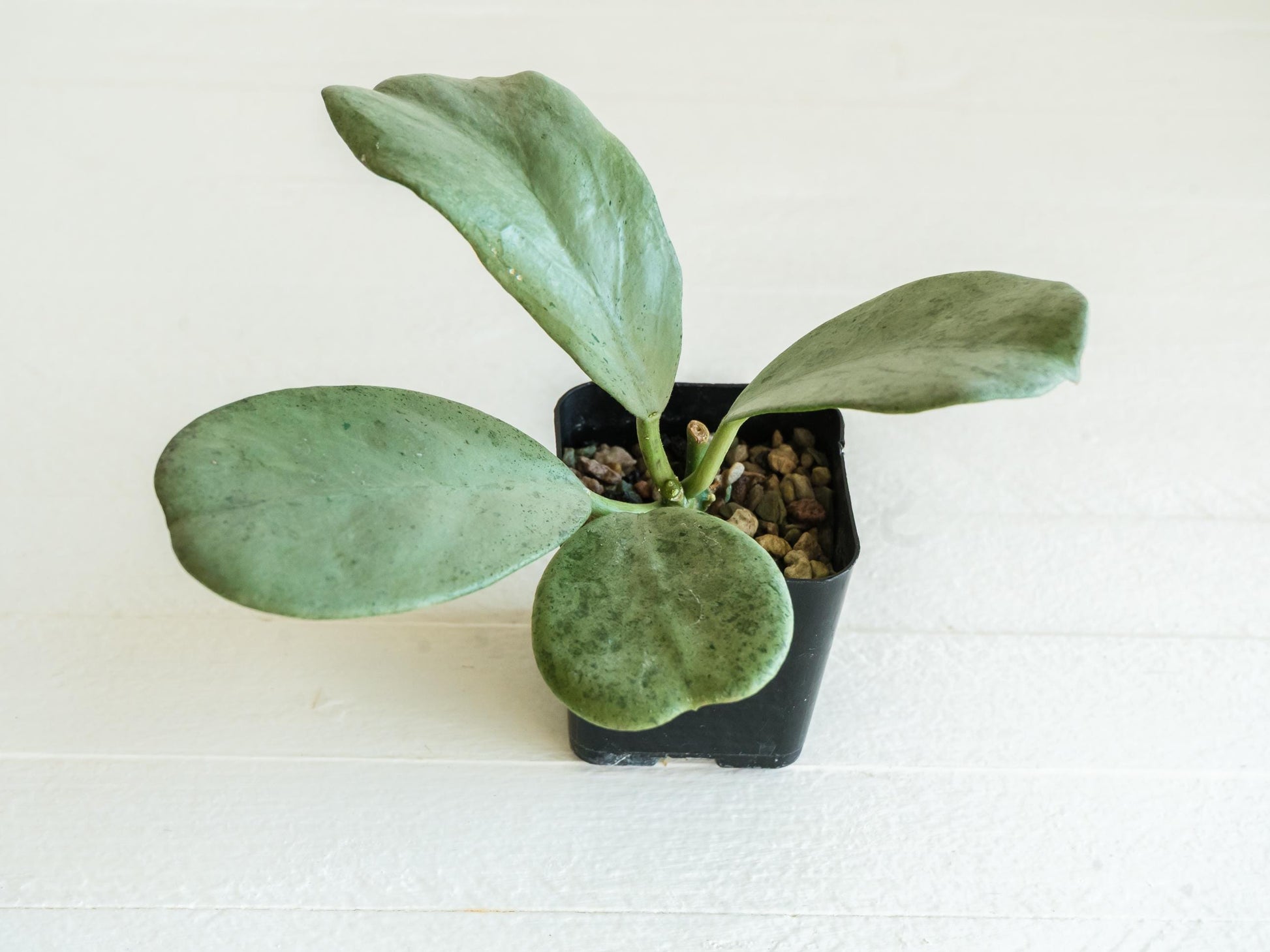 Hoya chiang dao (Silver) | 2-Inch