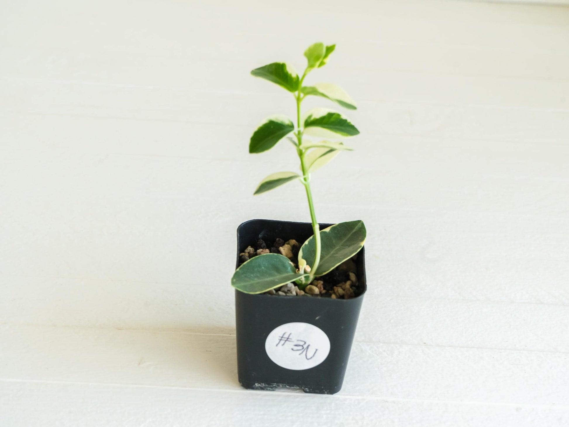 Hoya cumingiana (Albo | Outer Variegated) | 2-Inch