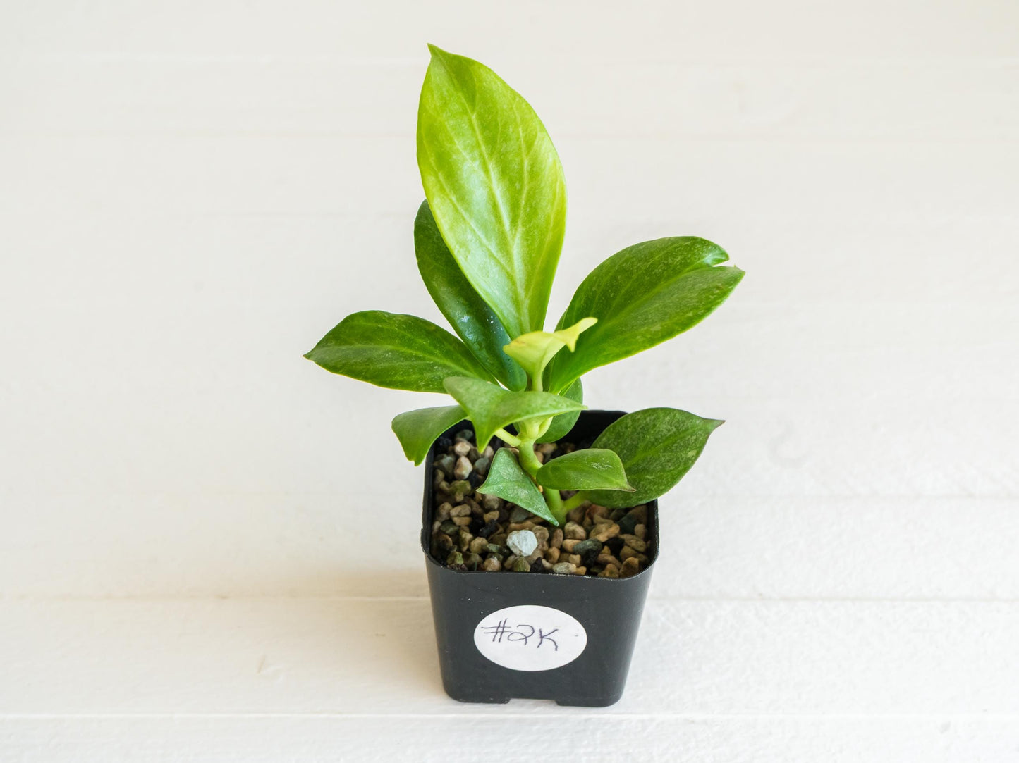 Hoya obscura (Silver) | 2-Inch