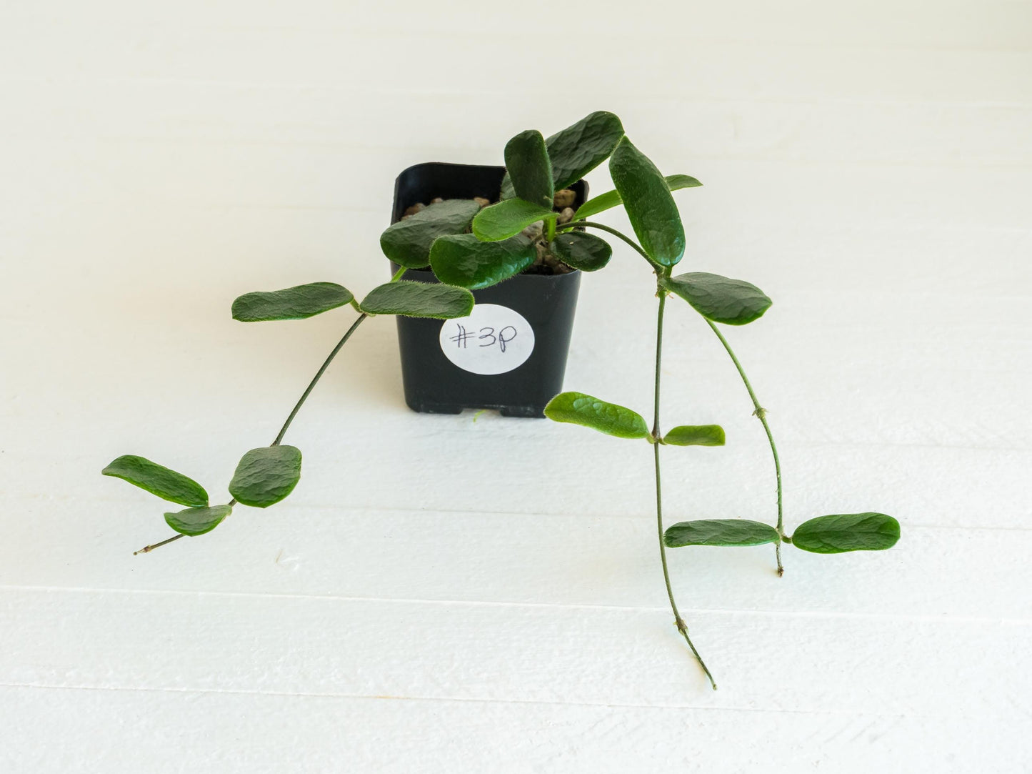 Hoya rotundiflora | 2-Inch